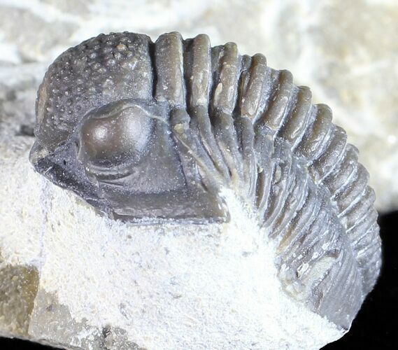 Bargain, Gerastos Trilobite Fossil - Morocco #57633